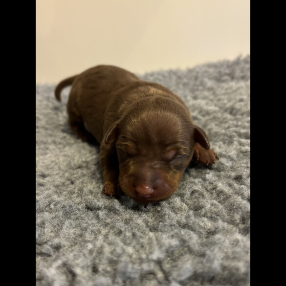 Miniature Pinscher - Both