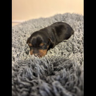 Miniature Pinscher - Both