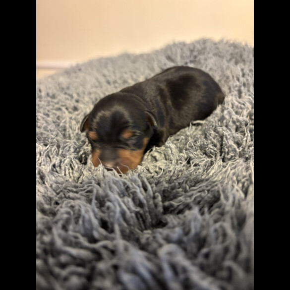 Miniature Pinscher - Both