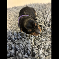 Miniature Pinscher - Both