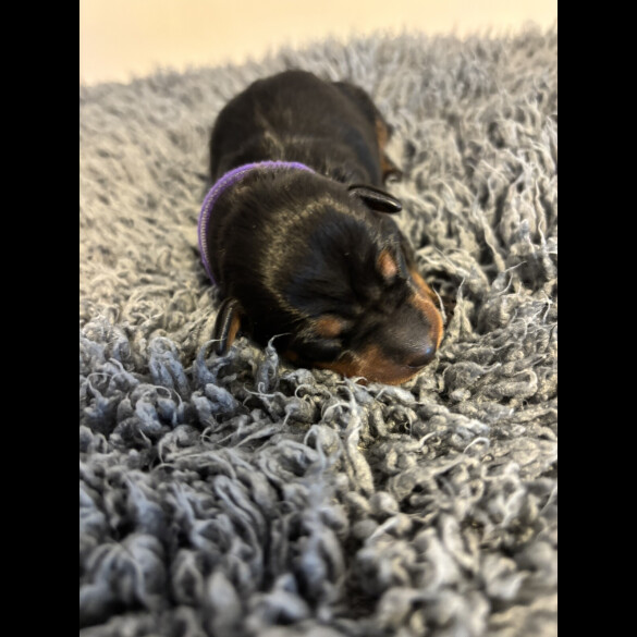 Miniature Pinscher - Both