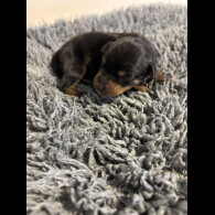 Miniature Pinscher - Both