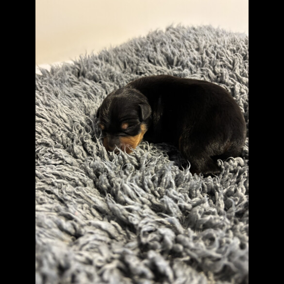 Miniature Pinscher - Both