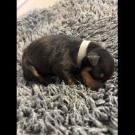 Miniature Pinscher - Both