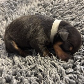 Miniature Pinscher - Both