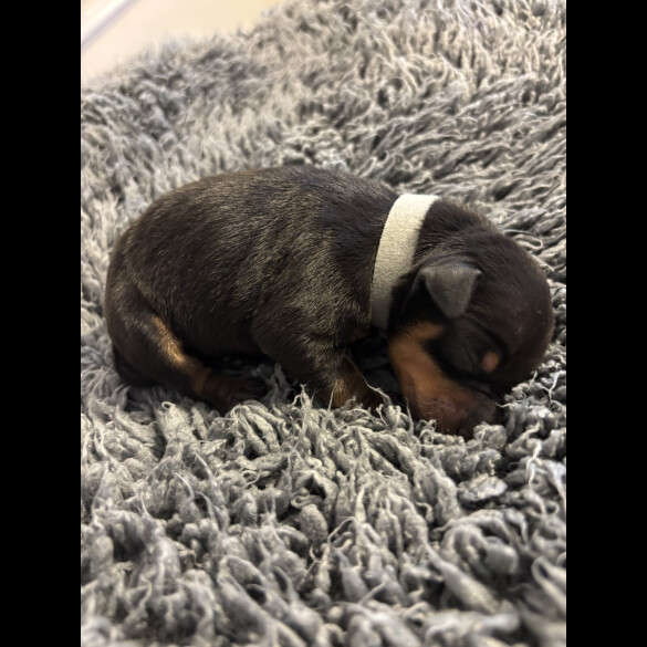 Miniature Pinscher - Both
