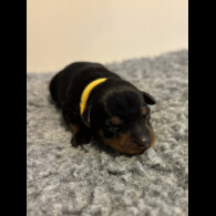 Miniature Pinscher - Both