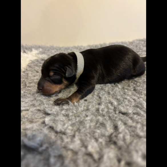 Miniature Pinscher - Both
