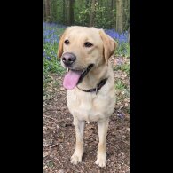 Labrador Retriever - Both