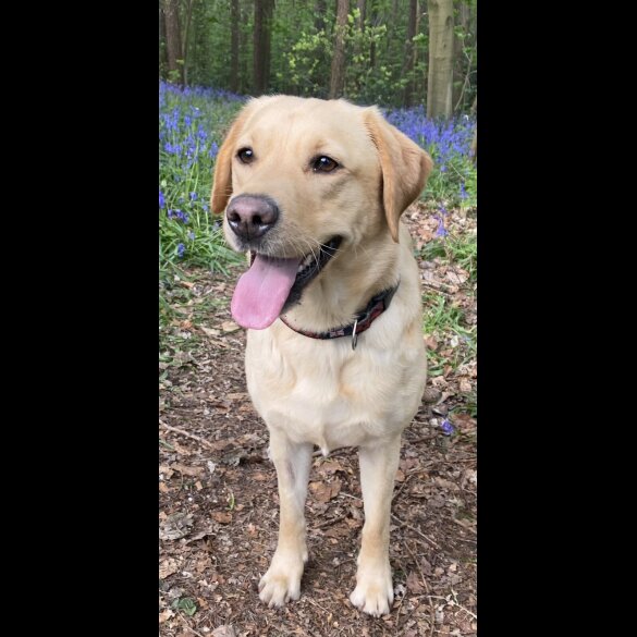 Labrador Retriever - Both