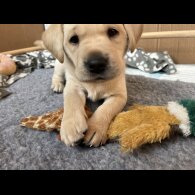 Labrador Retriever - Both