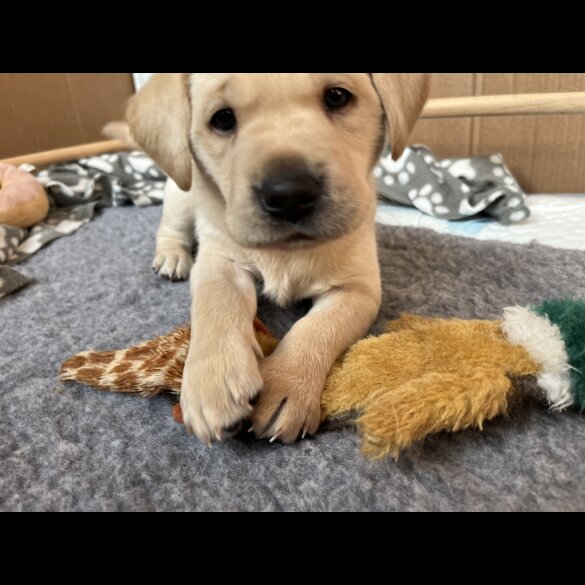 Labrador Retriever - Both