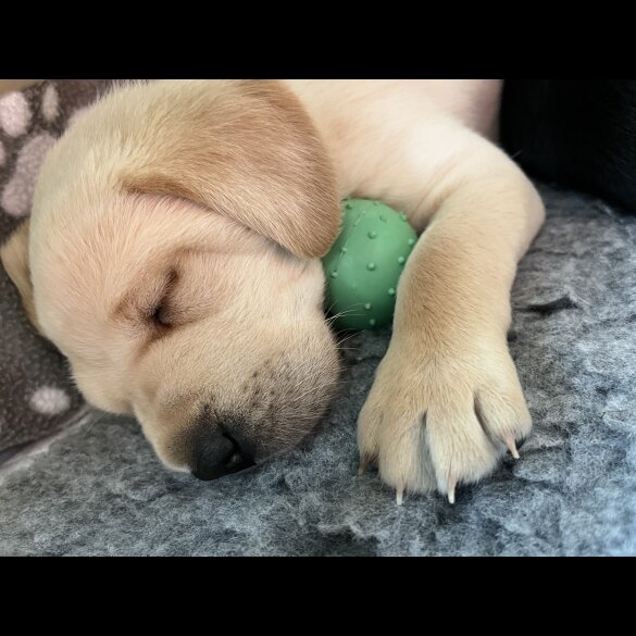 Labrador Retriever - Both