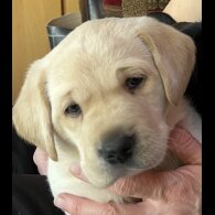 Labrador Retriever - Both