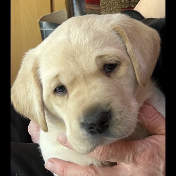 Labrador Retriever - Both
