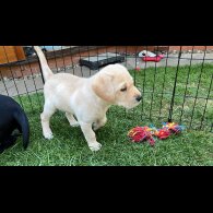 Labrador Retriever - Both