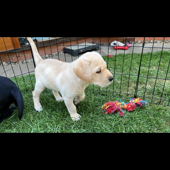 Labrador Retriever - Both