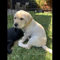 Labrador Retriever - Both