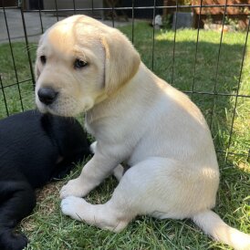 Labrador Retriever - Both