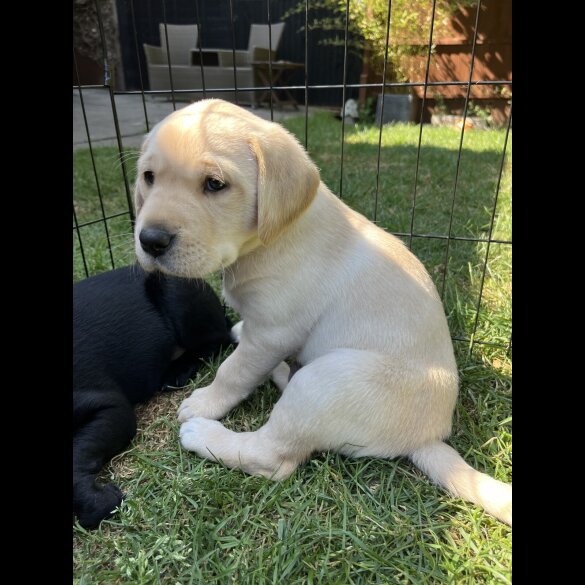 Labrador Retriever - Both