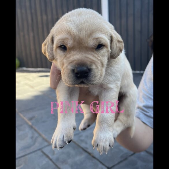 Labrador Retriever - Both