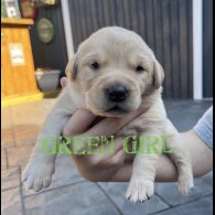 Labrador Retriever - Both