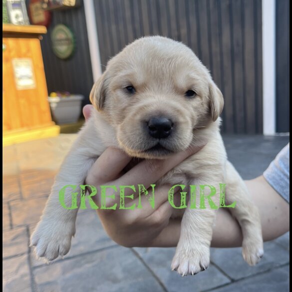 Labrador Retriever - Both