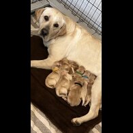 Labrador Retriever - Both