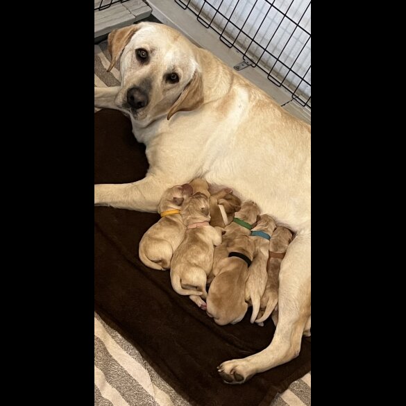 Labrador Retriever - Both