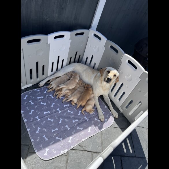 Labrador Retriever - Both