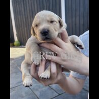 Labrador Retriever - Both