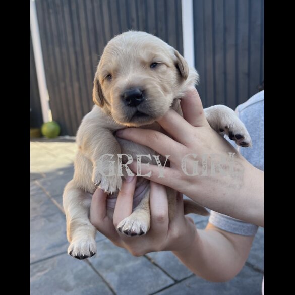 Labrador Retriever - Both