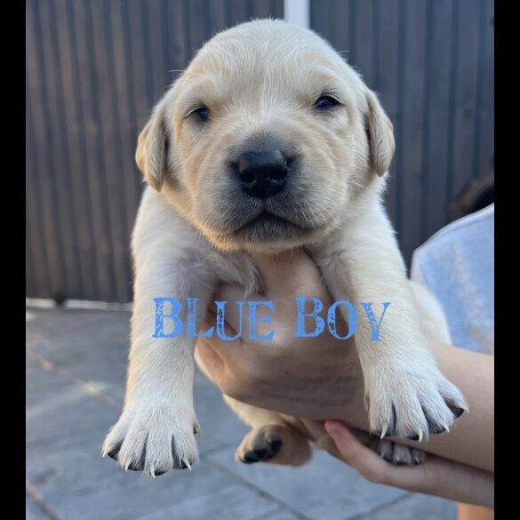 Labrador Retriever - Both