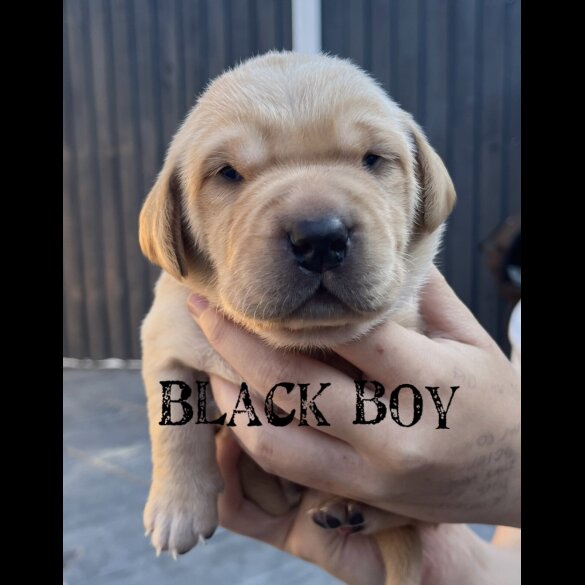 Labrador Retriever - Both