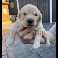 Labrador Retriever - Both