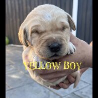 Labrador Retriever - Both