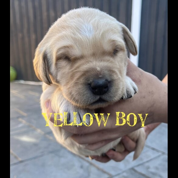 Labrador Retriever - Both