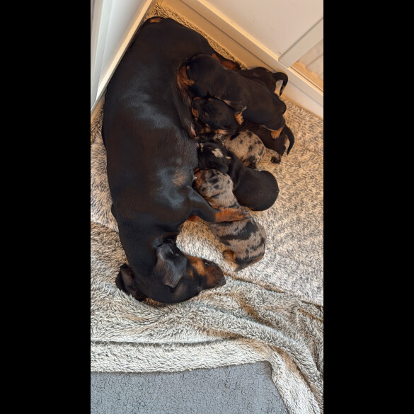 Dachshund (Standard &amp; Miniature) - Both
