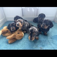 Dachshund (Standard &amp; Miniature) - Both