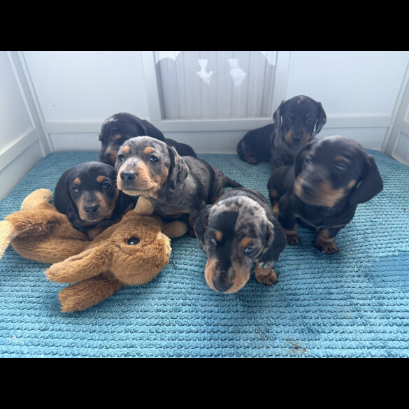 Dachshund (Standard &amp; Miniature) - Both