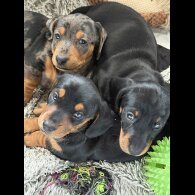 Dachshund (Standard &amp; Miniature) - Both