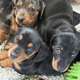 Dachshund (Standard &amp; Miniature) - Both