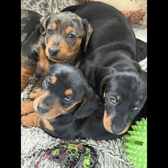 Dachshund (Standard &amp; Miniature) - Both
