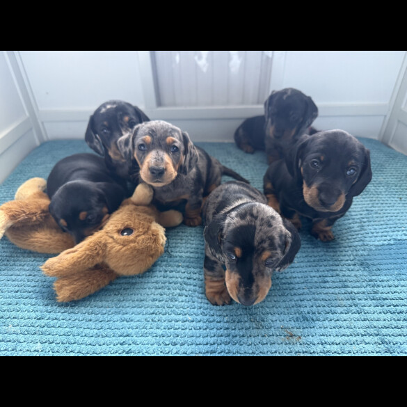 Dachshund (Standard &amp; Miniature) - Both