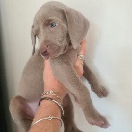 Weimaraner - Both