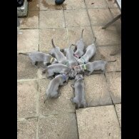 Weimaraner - Dogs