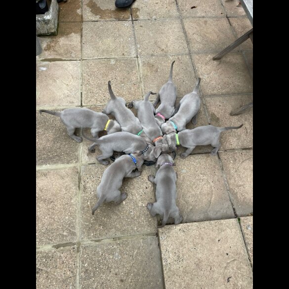 Weimaraner - Dogs