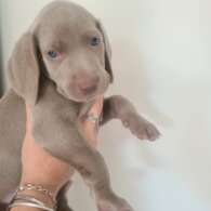 Weimaraner - Dogs