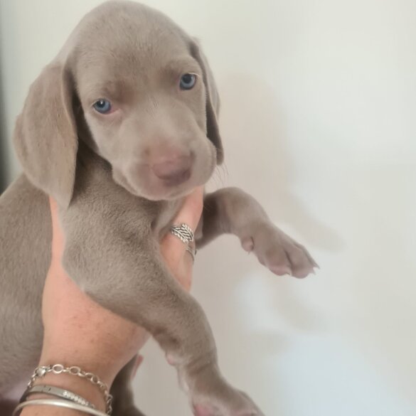 Weimaraner - Dogs