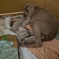 Weimaraner - Dogs